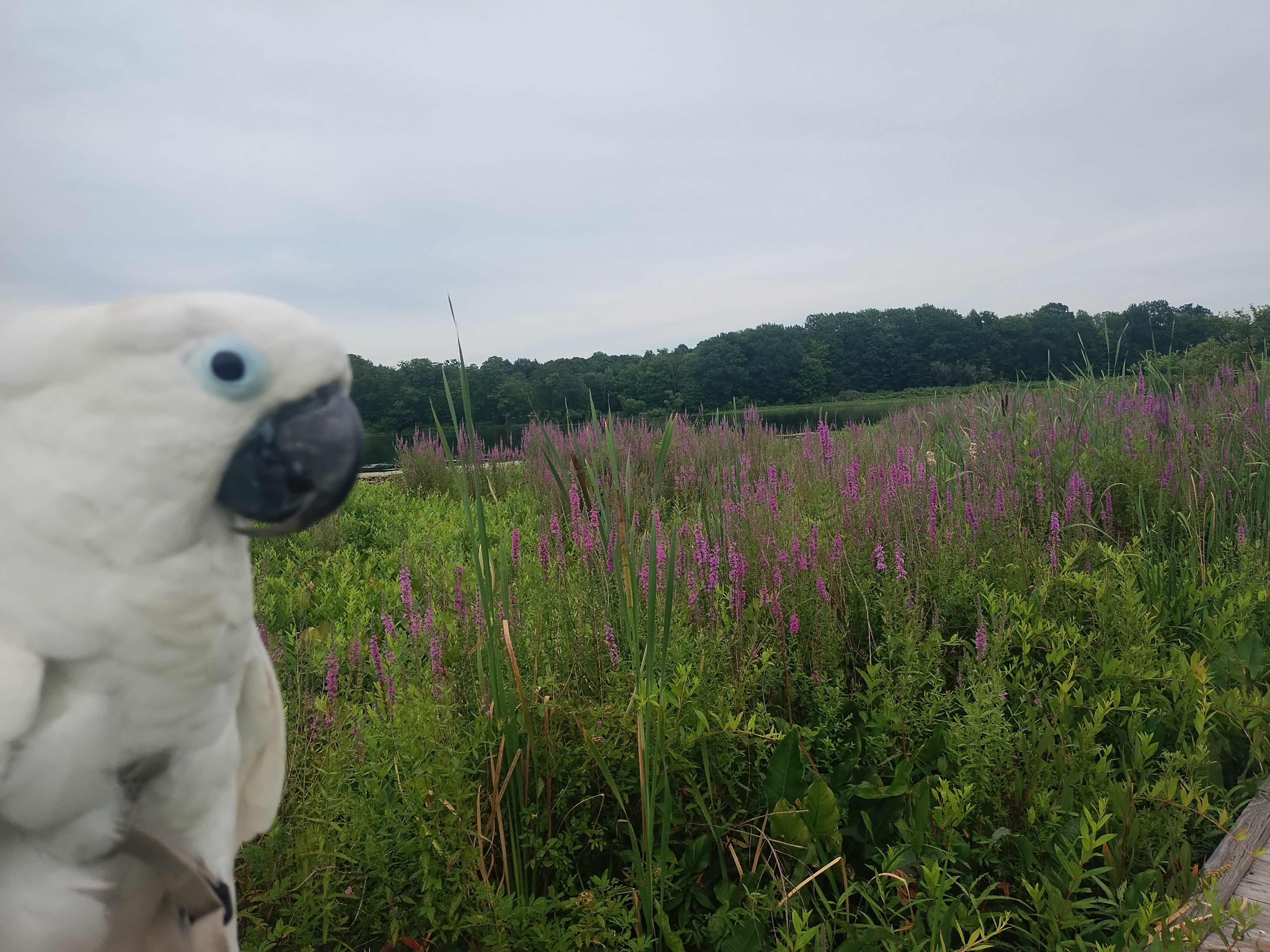 Wildflower field